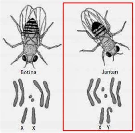 Gambarkan Skema Kromosom Sel Tubuh Lalat Buah Jantan Dengan Kromosom 4