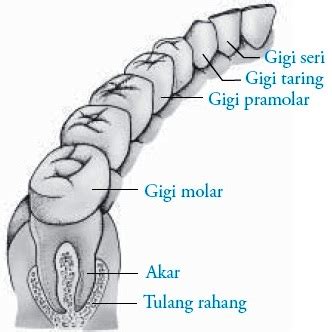 Jenis gigi hewan dan fungsinya. susunan gigi dewasa dengan susunan gigi balita. Jelaskan ...