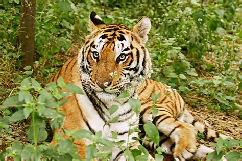 The bengal tiger is a tiger from a specific population of the panthera tigris tigris subspecies that is native to the indian subcontinent. Help Save the Bengal Tiger… by Having a Curry… | Sell Your ...