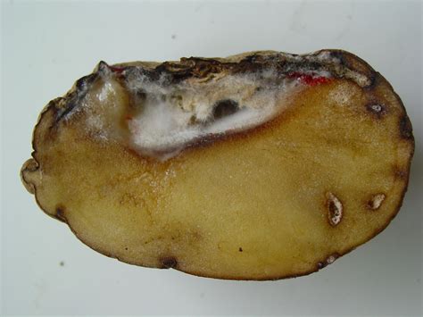 Fusarium Dry Rot Of Potatoes Agriculture And Food