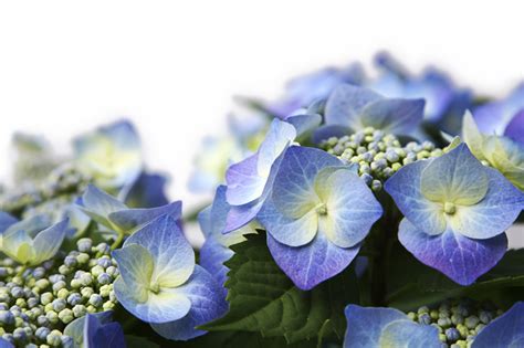 Endlich geht es wieder los. Kleingartenanlage Hubertstraße e.V. - Garten zu verkaufen