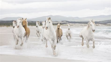Desktop Wallpaper Horses 54 Pictures