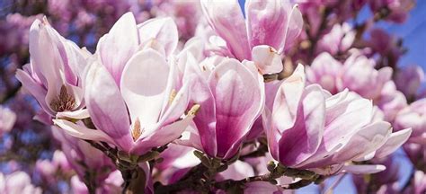 De ce să plantezi magnolia toamna în noiembrie