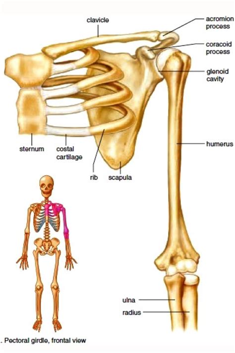 A Pectoral Girdle Also Referred To As The Shoulder Girdle Connects