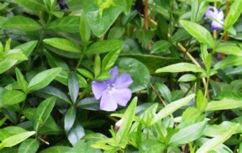 Periwinkle (vinca minor) and greater periwinkle (vinca major) typically serve as evergreen ground cover in landscapes. Ten Perennial Groundcovers | Periwinkle blue flower ...