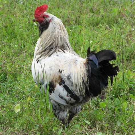 Chicken Breeds - Ameraucana Click the name of the chicken breed for more information and purchasing options.