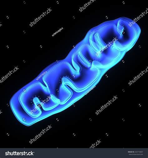 Mitochondria Stock Photo 242710057 Shutterstock
