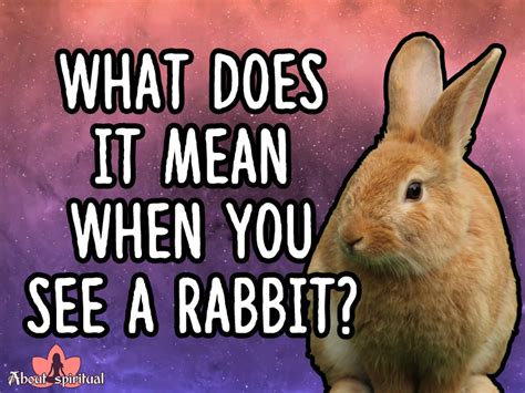 What Does It Mean When You See A Rabbit? 9 Meanings - About Spiritual