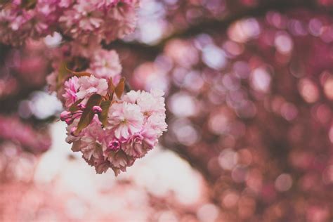 Free Photo Selective Focus Photography Of Pink And White Petaled
