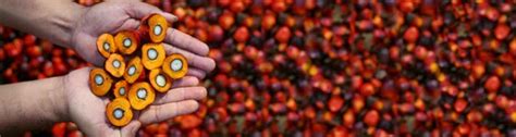 Buah kelapa sawit yang masuk ke pabrik kelapa sawit, kualitas & kematangannya harus diperiksa dengan baik. Membuat Lubang Tanam Penanaman Kelapa Sawit ~ Kelapa Sawit