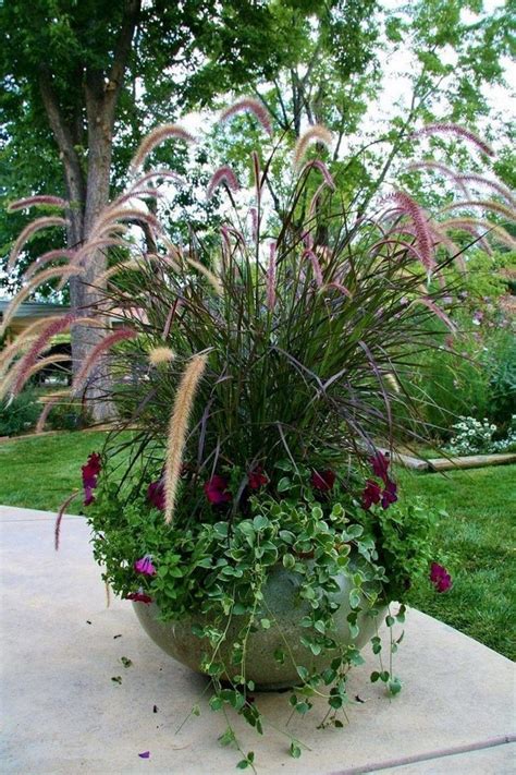 Best Ornamental Grasses For Containers Vertical Container