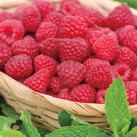 Plant depth is critical as in other plants. Gurney's Jaclyn Raspberry (Rubus), Live Bareroot Plant ...