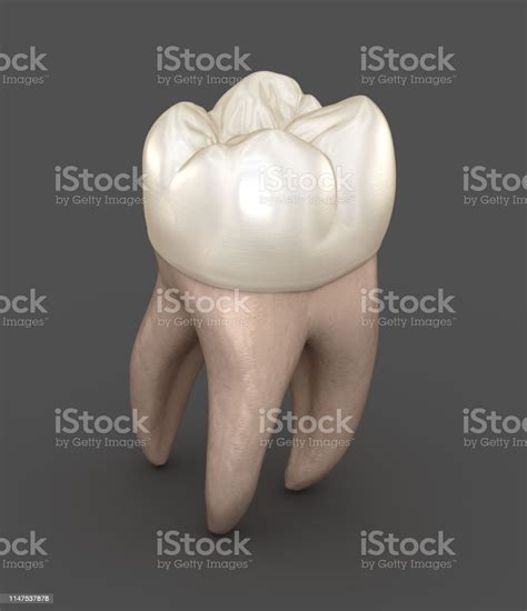 Dental Anatomy First Maxillary Molar Tooth Medically Accurate Dental 3d