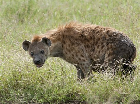 Spotted Hyena African Plains · Inaturalist