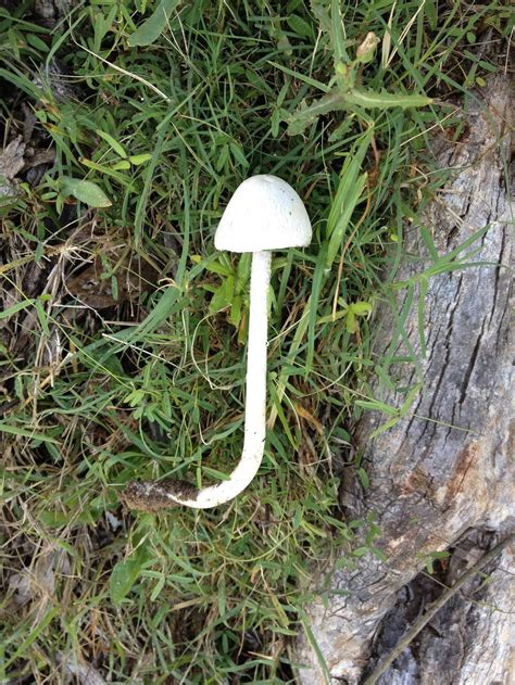 Need Id Ausnsw Mushroom Hunting And Identification