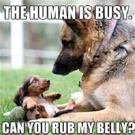 Funny Animal Pictures Of The Day 20 Pics Funny Animals Pinterest