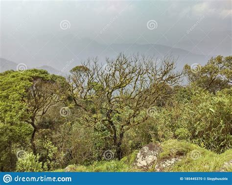 Mountain Slope And Dense Forest In Kerala Stock Photo Image Of Flower