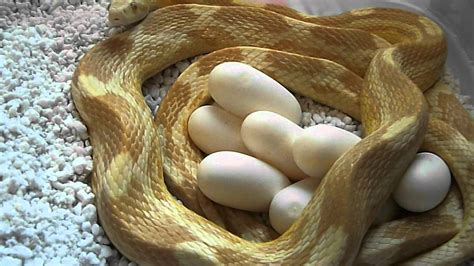 How many eggs does a garden snake lay. Butter motley corn snake, laying with her eggs 2012 - YouTube