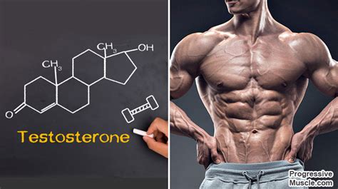 Testosterone Sex Drive And Muscle Building Know Your Place