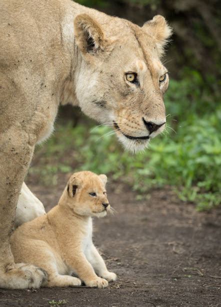 Royalty Free African Lion Cubs Pictures Images And Stock Photos Istock