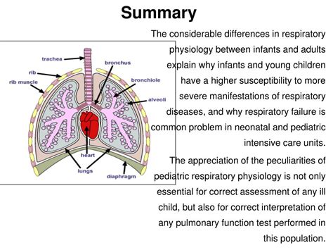 Ppt Anatomy And Physiology Of The Respiratory System In Children