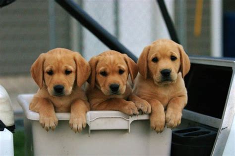 640 x 960 jpeg 72 кб. Like Yellow Lab Puppies? Well Here are 7!