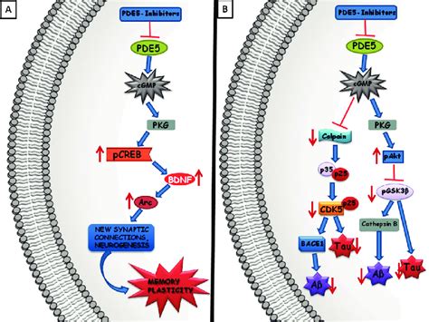 Pde5 I Mechanisms In The Creb Pathway And Protein Aggregation A The