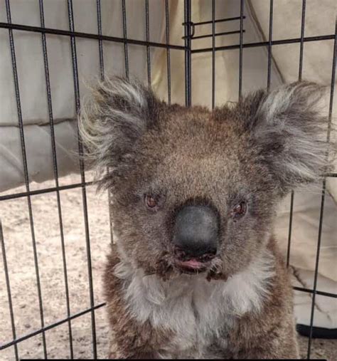 How To Help Koalas In Bushfires In Australia Rocky Travel