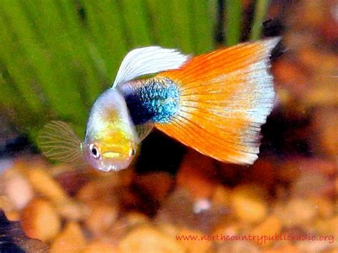 Cara pemijahan budidaya ikan discus adalah cara memperbanyak jumlah ikan hias discus, dengan. Jenis Jenis Ikan Hias Air Tawar Aquascape Paling Lengkap ...