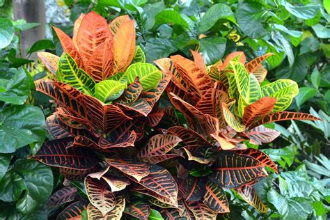 Can You Grow A Croton Outdoors Learn About Growing Croton Plants Outside
