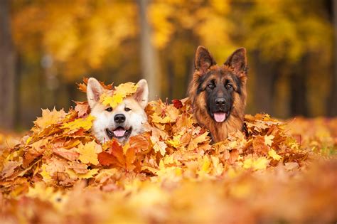 10 Cute Dogs That Have A Lot To Say About Fall Leaves