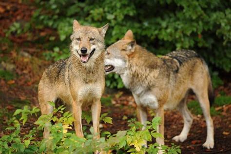Petition Keep Gray Wolves Protected Under The Endangered Species Act