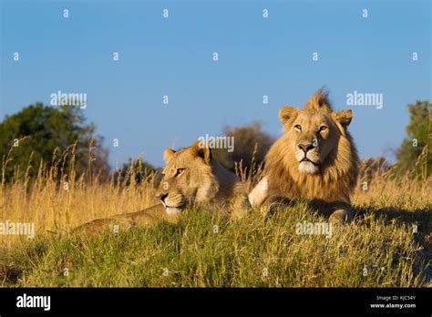 African Lion And Lioness Panthera Leo Lying In Grass Together Looking