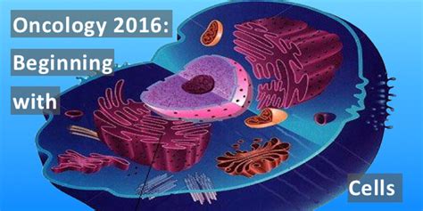 Oncology Basics 2016 Understanding The Cells