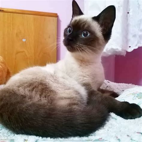 14 Amazing Facts About Siamese Cats Petpress
