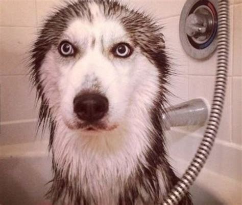 5 Reasons Why Your Pup Will Always Dread Bath Time Barkpost