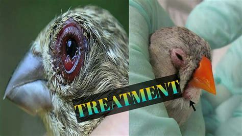 Finch Eye Infection Treatment Youtube