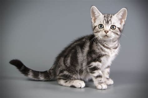 American Shorthair Photos Cat World