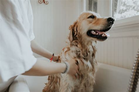 Clean Dog 5 Essential Tips For Pet Owners Petlab Co
