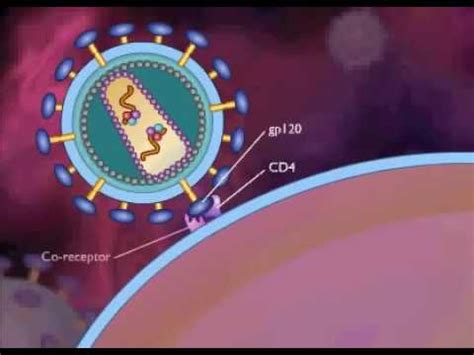 Quá trình nhân lên của virus HIV/AIDS - YouTube