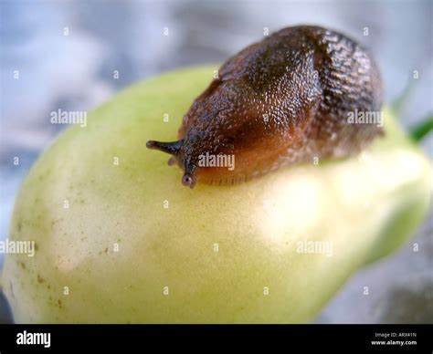 The Mother Of All Slugs Crawling On An Unripened Roma Plum Tomato From My Garden Stock Photo Alamy