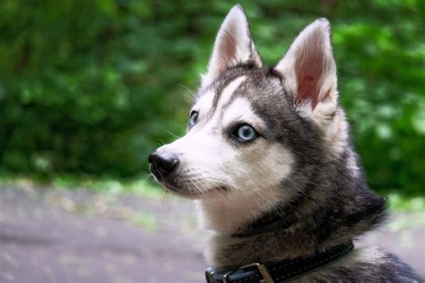 Alaskan Klee Kai Shedding A Lot