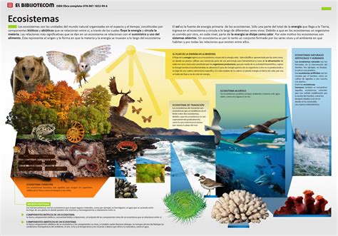 ¿qué Es Un Ecosistema Infografía