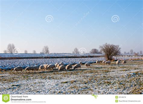 Sheep Grazing In Winter Stock Photo Image Of Nature 23146578