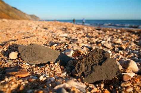 Fossils On Charmouth Beach On The Jurassic Coast Of Dorset Fossil