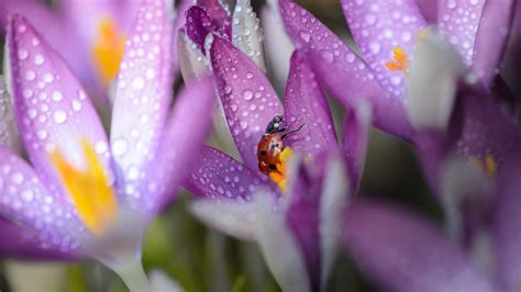 Crocus Flower With Water Drops And Insect Ladybug Hd Spring Wallpapers