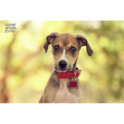 Layla Large Female Beagle X Greyhound Mix Dog In Nsw Petrescue