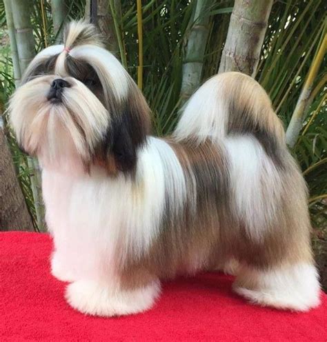 Cute Shih Tzu Do You Love Cute Dogs Like This Follow Our