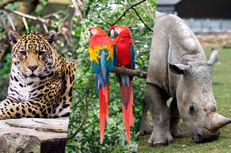 Top 144 Imágenes De Los Animales Que Están En Peligro De Extinción