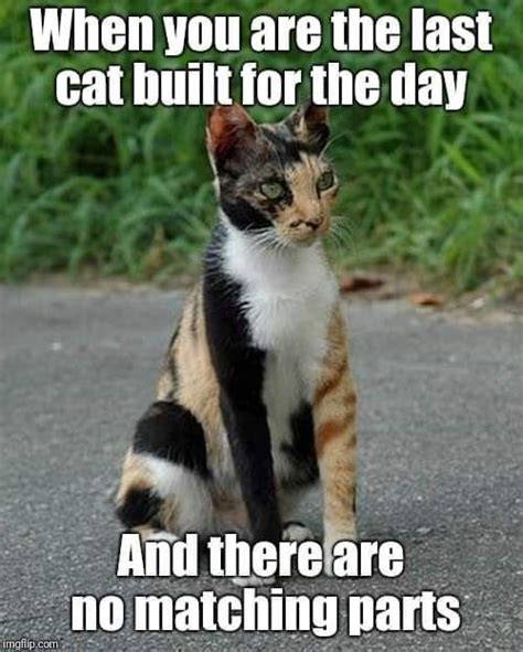 Share them with your friends, or share them with your enemies. When You Are the Last Cat Built For the Day | Funny ...
